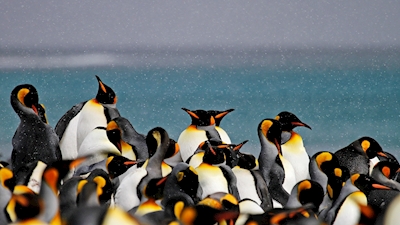 De Pinguïns van de koning