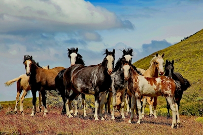 Horses in Patagonia 1
