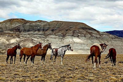 Hevoset kohteessa Patagonia 2