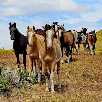 Horses in Patagonia 3