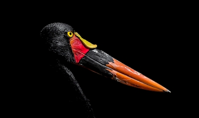 Saddle billed stork