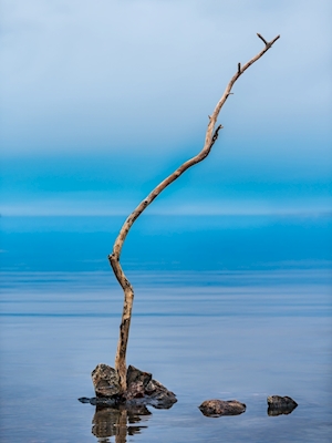 Malý strom v Baltském moři