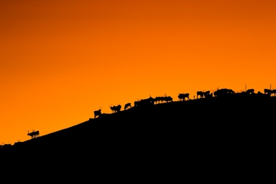 Reindeers on a hill
