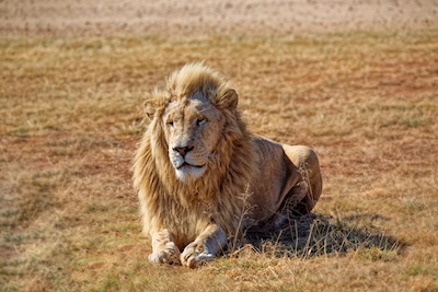 Mannelijke leeuw die op gras ligt