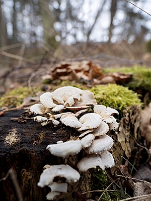 Cogumelos nas árvores