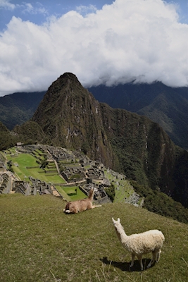 Llamas of Machu Picchu