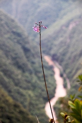 Vild lilla orkidé