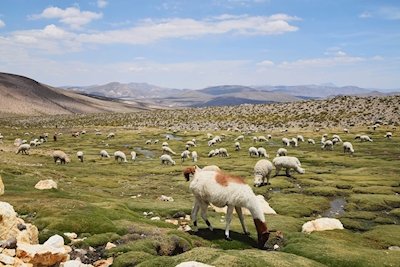 Llama and alpacas 
