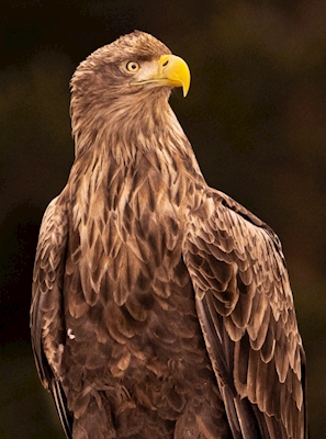 Eagle sjekk