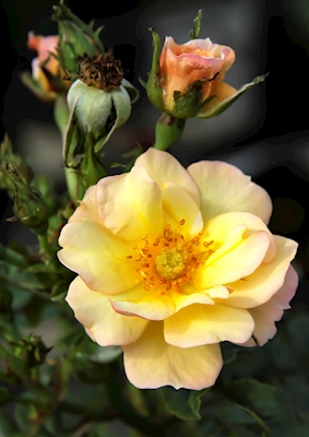 Rose jaune avec des bourgeons.