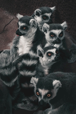 Lemurer