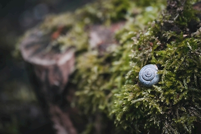 Snail in the moss