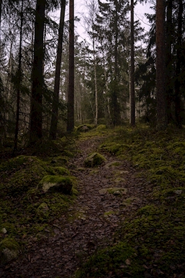 Foggy forest path