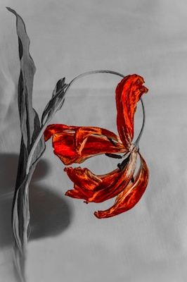 Rød visnet tulipan