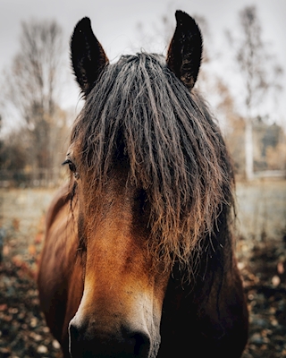 Häst i den norrländska hösten