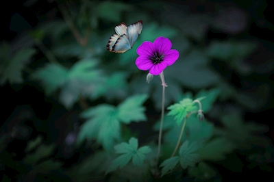 Sommerfuglen og blomsten