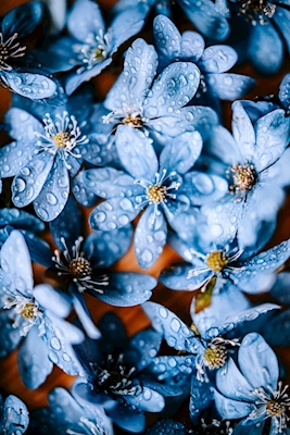 Anemone blu