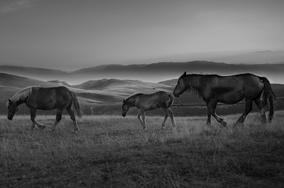 Puledro e cavalli in montagna