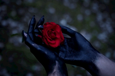 musta ruusu