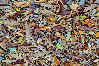 Podzimní listí