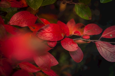 Farverige efterårsblade