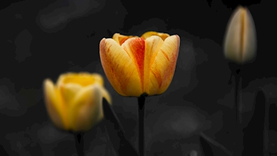 Los 3 mosqueteros tulipanes