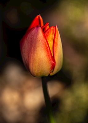 Tulipan i sollyset