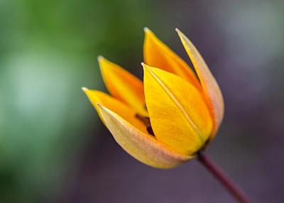 A extensa tulipa
