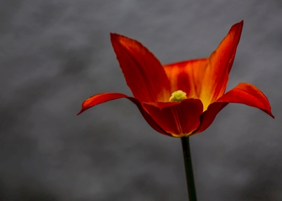 Eine wunderschöne orangefarbene Tulpe