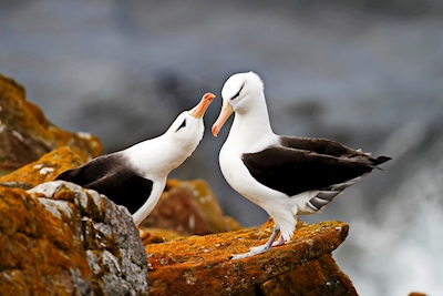 Zwart-browed albatros 2