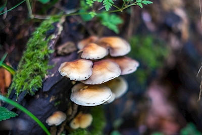Cogumelos I