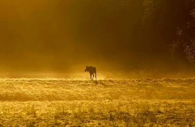 elk in morning mist