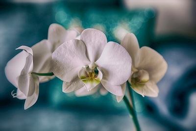 Phalaenopsis Svatební orchidej