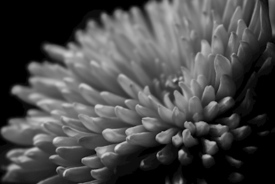 Primo piano del fiore in bianco e nero