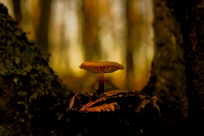 lonely mushroom in sunset