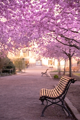 Cherry blossom park
