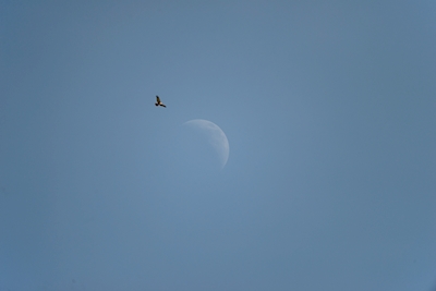 The moon and the hawk