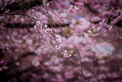 Entre as flores de cerejeira