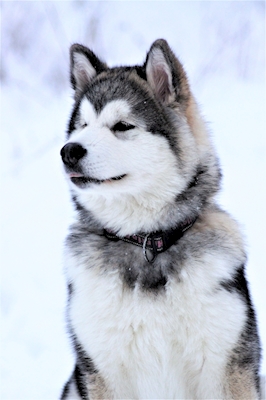 Vinterhund