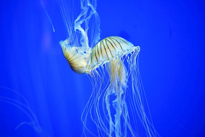 medusas nadando