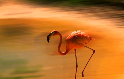 Beleza do flamingo