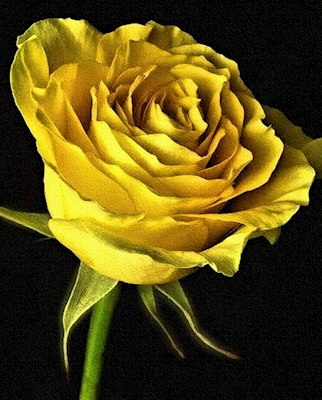 Kuvioitu keltainen ruusu