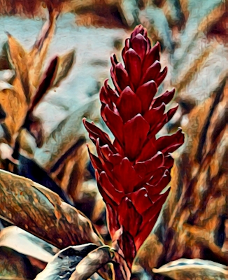 Punainen Alpinian kukka 1