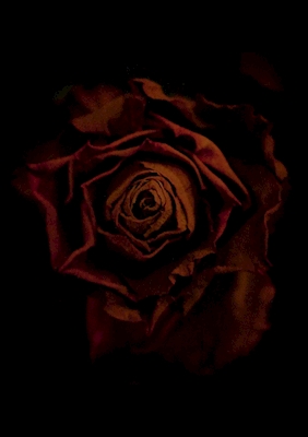 Czerwona antyczna róża 1