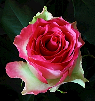 Rose Bi-Color 1