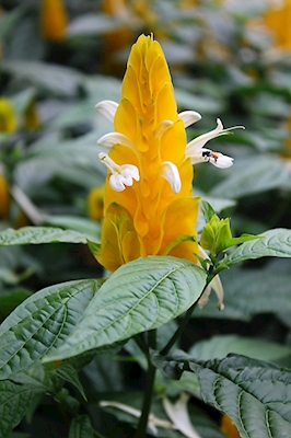 Fleur de crevette jaune 1