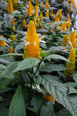 Flores de Camarão Amarelo 2