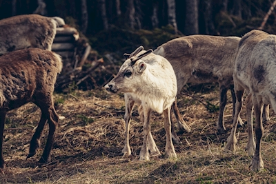Hvite reinsdyr i urskogen 