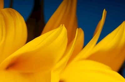 Detail okvětních lístků slunečnice