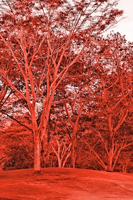 Árboles De Color Rojo
